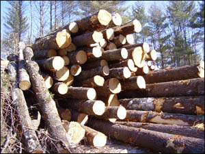 Timber Harvesting